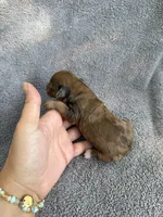 Indiana, a female Cockapoo for sale in New Port Richey, FL – Photo 2 of 7