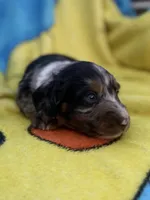 Fernando, a male Miniature Dachshund for sale in New Port Richey, FL – 6 of 9
