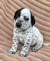Aegon Dalmadoodle, a male Dalmatian and Poodle - Miniature  for sale in New Port Richey, FL – 2 of 2