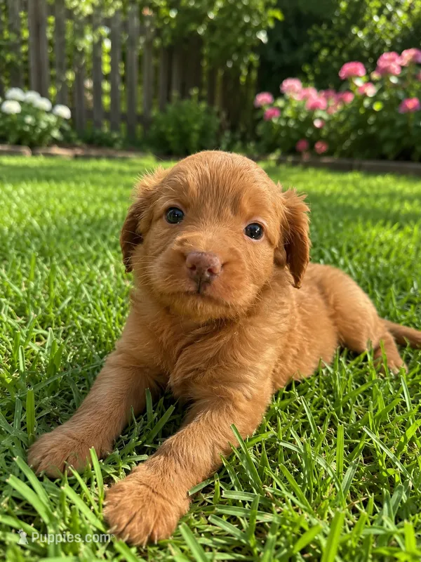 Nico – Miniature Goldendoodle puppy for sale in New Port Richey, FL