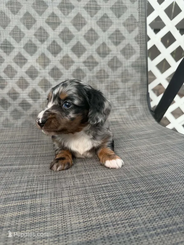 Fernando – Miniature Dachshund puppy for sale in New Port Richey, FL