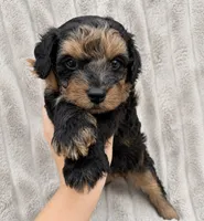 Taylah, a female Miniature Bernedoodle for sale in New Port Richey, FL – 3 of 5