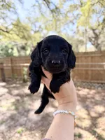Andie, a female Miniature Dachshund for sale in New Port Richey, FL – Photo 6 of 8