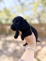 Andie, a female Miniature Dachshund for sale in New Port Richey, FL – Photo 2 of 8