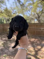 Andie, a female Miniature Dachshund for sale in New Port Richey, FL – Photo 5 of 8