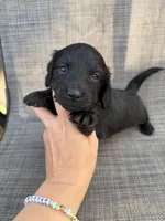 Andie, a female Miniature Dachshund for sale in New Port Richey, FL – Photo 8 of 8