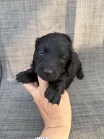 Andie, a female Miniature Dachshund for sale in New Port Richey, FL – Photo 7 of 8