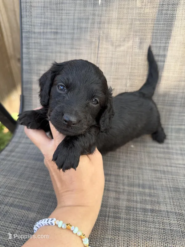 Andie – Miniature Dachshund puppy for sale in New Port Richey, FL