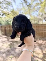 Andie, a female Miniature Dachshund for sale in New Port Richey, FL – Photo 4 of 8