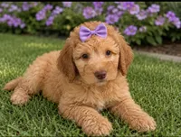 Becca, a female Aussiedoodle and Poodle - Standard  for sale in New Port Richey, FL – 1 of 2