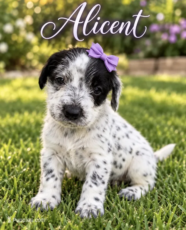 Alicent Dalmadoodle – Dalmatian, Poodle - Miniature  puppy for sale in New Port Richey, FL