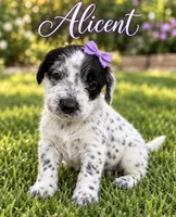 Alicent Dalmadoodle, a female Dalmatian and Poodle - Miniature  for sale in New Port Richey, FL – 1 of 2