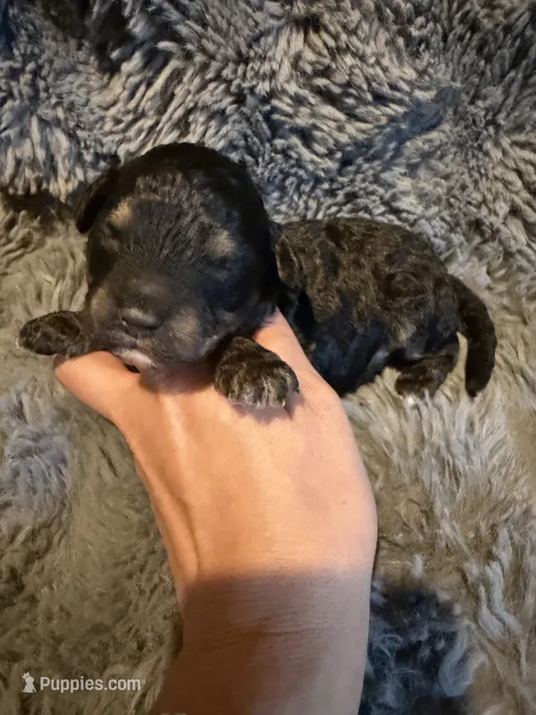 Ivan – Cockapoo puppy for sale in New Port Richey, FL