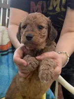 Bowan, a female Aussiedoodle and Poodle - Standard  for sale in New Port Richey, FL – 2 of 2