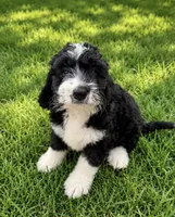 Rhea, a female Bernedoodle for sale in New Port Richey, FL – 4 of 4