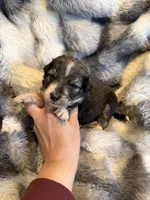 Scarlett , a female Aussiedoodle for sale in New Port Richey, FL – Photo 1 of 3