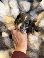 Scarlett , a female Aussiedoodle for sale in New Port Richey, FL – Photo 3 of 3