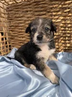 Scarlett F1, a female Aussiedoodle for sale in New Port Richey, FL – Photo 1 of 3