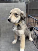 Scarlett F1, a female Aussiedoodle for sale in New Port Richey, FL – Photo 5 of 7