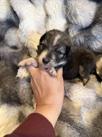 Scarlett , a female Aussiedoodle for sale in New Port Richey, FL – Photo 2 of 3