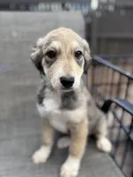 Scarlett F1, a female Aussiedoodle for sale in New Port Richey, FL – Photo 4 of 7