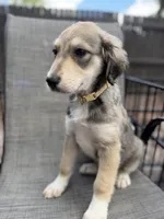 Scarlett F1, a female Aussiedoodle for sale in New Port Richey, FL – Photo 1 of 7