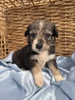 Scarlett F1, a female Aussiedoodle for sale in New Port Richey, FL – Photo 2 of 3