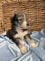 Scarlett F1, a female Aussiedoodle for sale in New Port Richey, FL – Photo 3 of 3