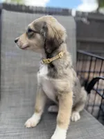 Scarlett F1, a female Aussiedoodle for sale in New Port Richey, FL – Photo 6 of 7