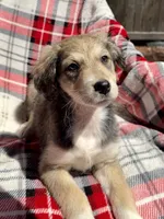 Scarlett F1, a female Aussiedoodle for sale in New Port Richey, FL – Photo 2 of 7