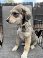 Scarlett F1, a female Aussiedoodle for sale in New Port Richey, FL – Photo 7 of 7