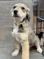 Scarlett F1, a female Aussiedoodle for sale in New Port Richey, FL – Photo 3 of 7