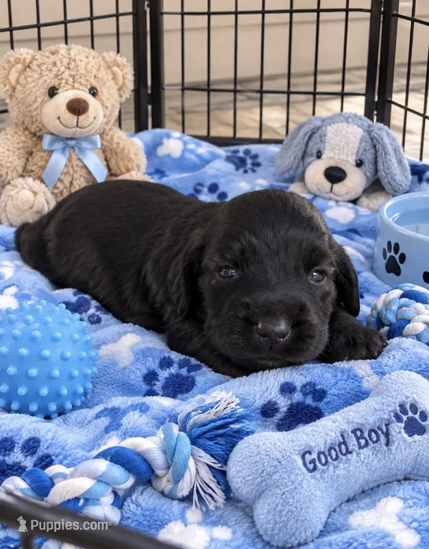 Ziggy – Miniature Dachshund puppy for sale in New Port Richey, FL