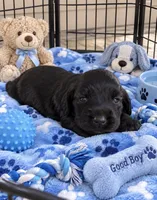 Ziggy, a male Miniature Dachshund for sale in New Port Richey, FL – 1 of 1