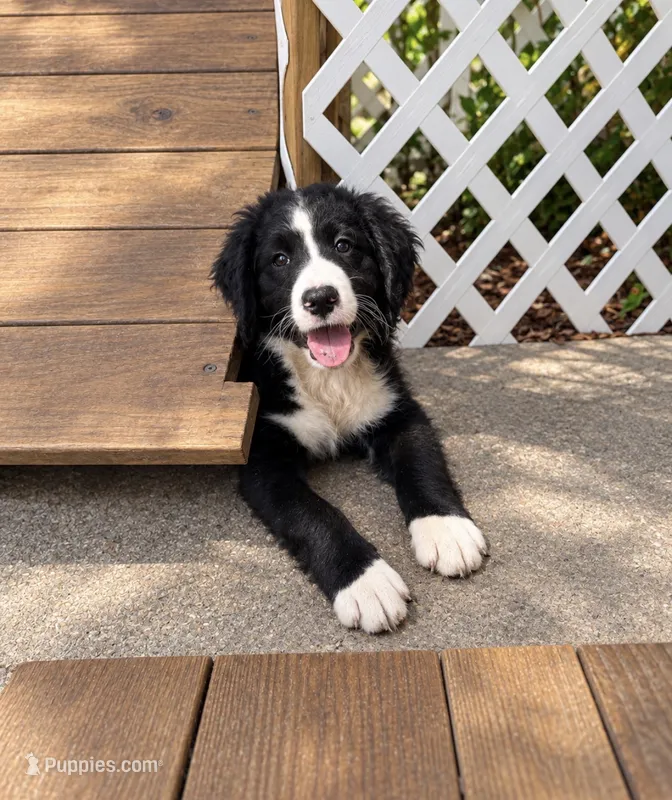 Reuben – Bernedoodle puppy for sale in New Port Richey, FL