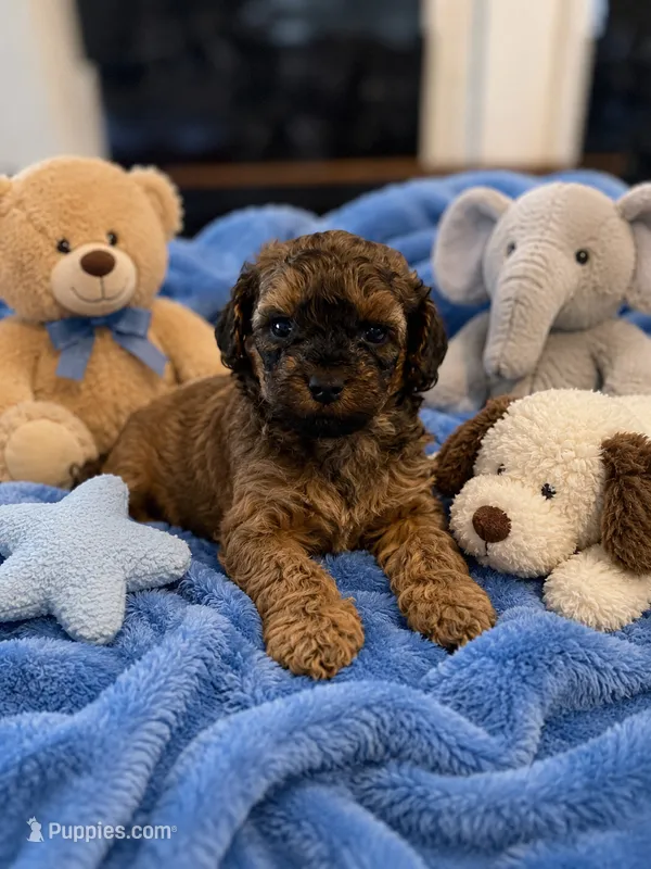 Ira – Cockapoo puppy for sale in New Port Richey, FL
