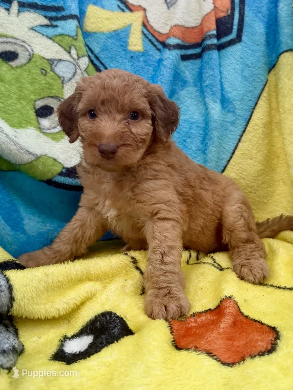 Becca – Aussiedoodle, Poodle - Standard  puppy for sale in New Port Richey, FL