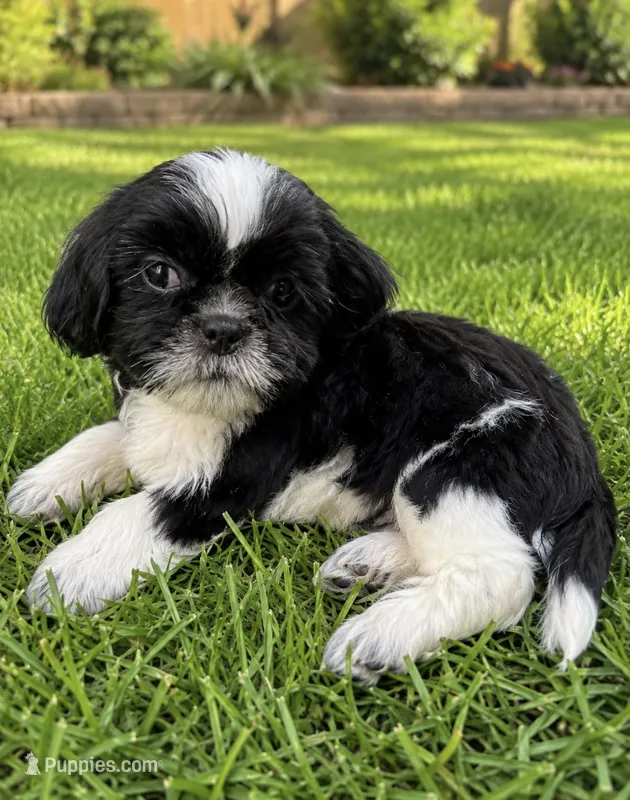 Yoshi – Shih Tzu puppy for sale in New Port Richey, FL