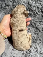 Bronte, a female Aussiedoodle and Poodle - Standard  for sale in New Port Richey, FL – Photo 2 of 7