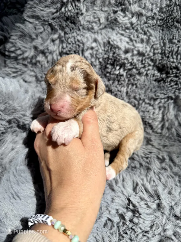 Bronte – Aussiedoodle, Poodle - Standard  puppy for sale in New Port Richey, FL