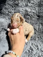 Bronte, a female Aussiedoodle and Poodle - Standard  for sale in New Port Richey, FL – Photo 1 of 7