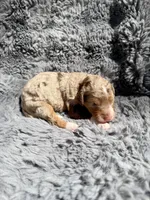 Bronte, a female Aussiedoodle and Poodle - Standard  for sale in New Port Richey, FL – Photo 6 of 7