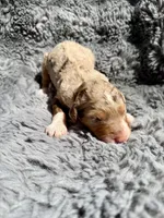 Bronte, a female Aussiedoodle and Poodle - Standard  for sale in New Port Richey, FL – Photo 4 of 7