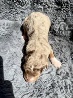 Bronte, a female Aussiedoodle and Poodle - Standard  for sale in New Port Richey, FL – Photo 7 of 7