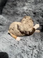 Bronte, a female Aussiedoodle and Poodle - Standard  for sale in New Port Richey, FL – Photo 3 of 7