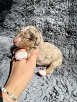 Bronte, a female Aussiedoodle and Poodle - Standard  for sale in New Port Richey, FL – Photo 5 of 7