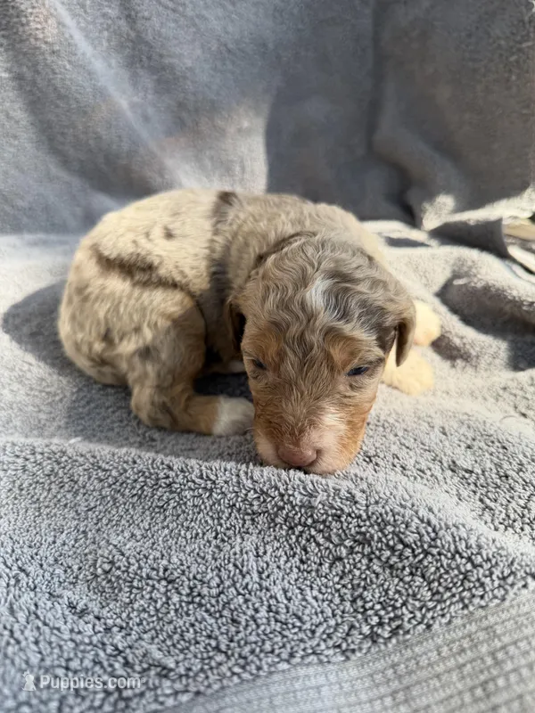 Bronte – Aussiedoodle, Poodle - Standard  puppy for sale in New Port Richey, FL
