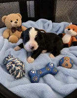 Simon, a male Bernedoodle for sale in New Port Richey, FL – 2 of 2