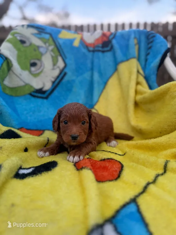 Edison – Miniature Goldendoodle puppy for sale in New Port Richey, FL