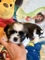 Xayah, a female Shih Tzu for sale in New Port Richey, FL – Photo 2 of 6